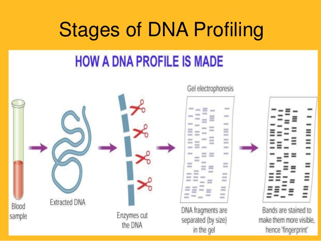research work on dna profiling